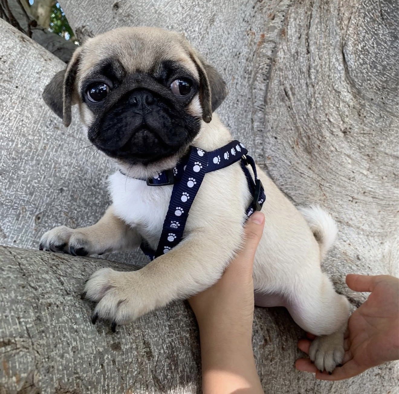 Pug puppy ready for a home