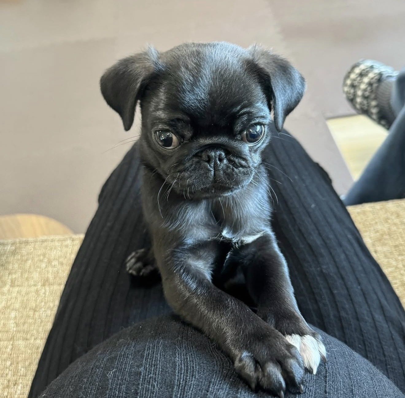 Jack - Pug puppy from Harris Heritage Pugs