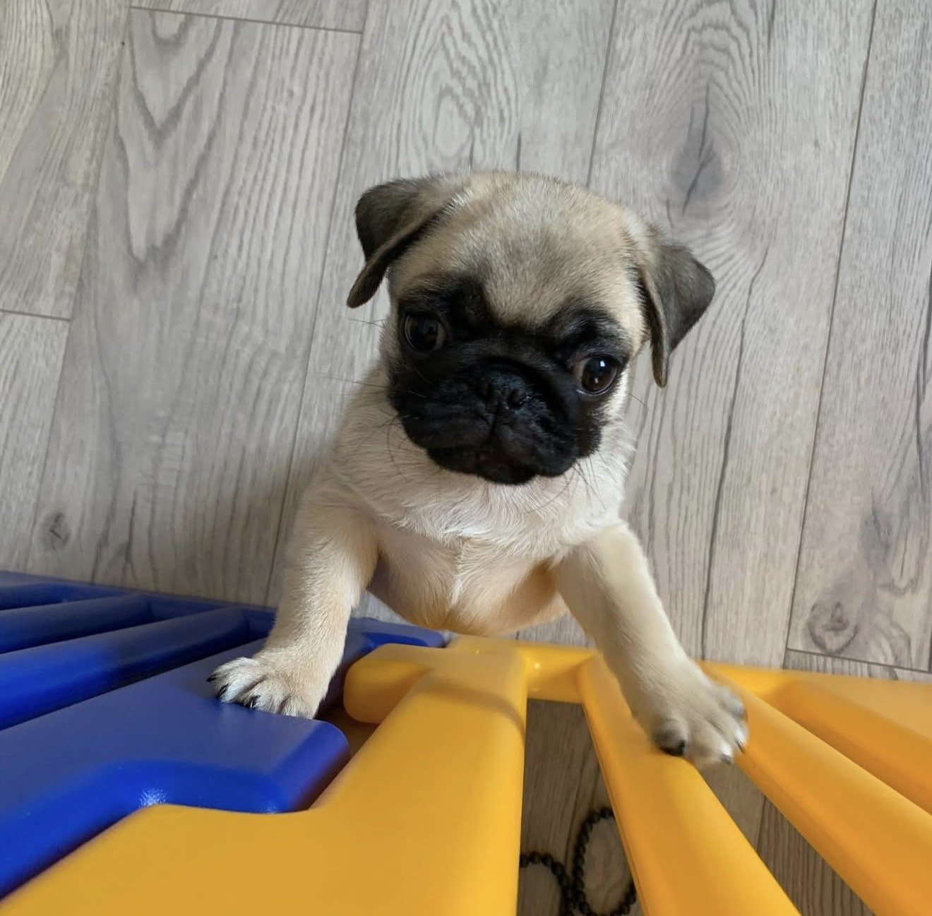 Leo - Pug puppy from Harris Heritage Pugs