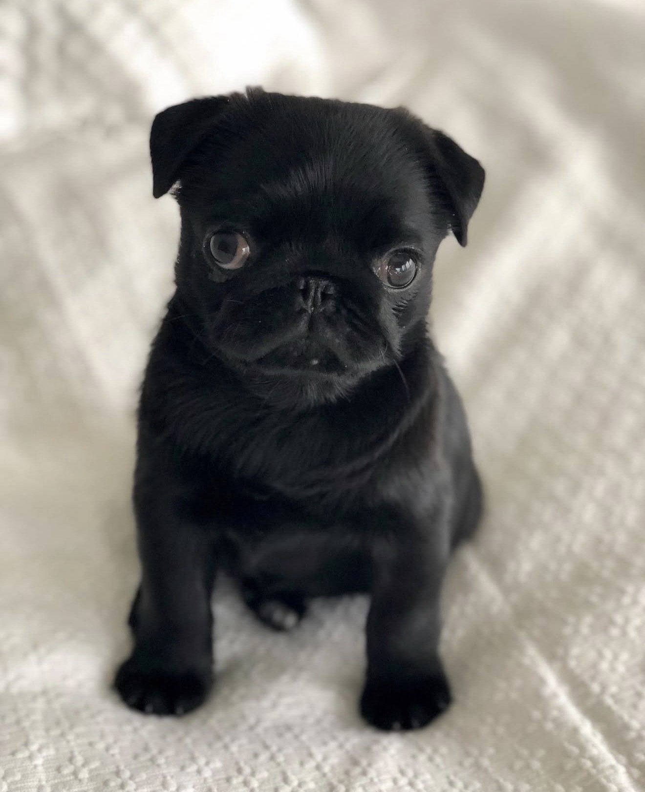 Mina - Pug puppy from Harris Heritage Pugs