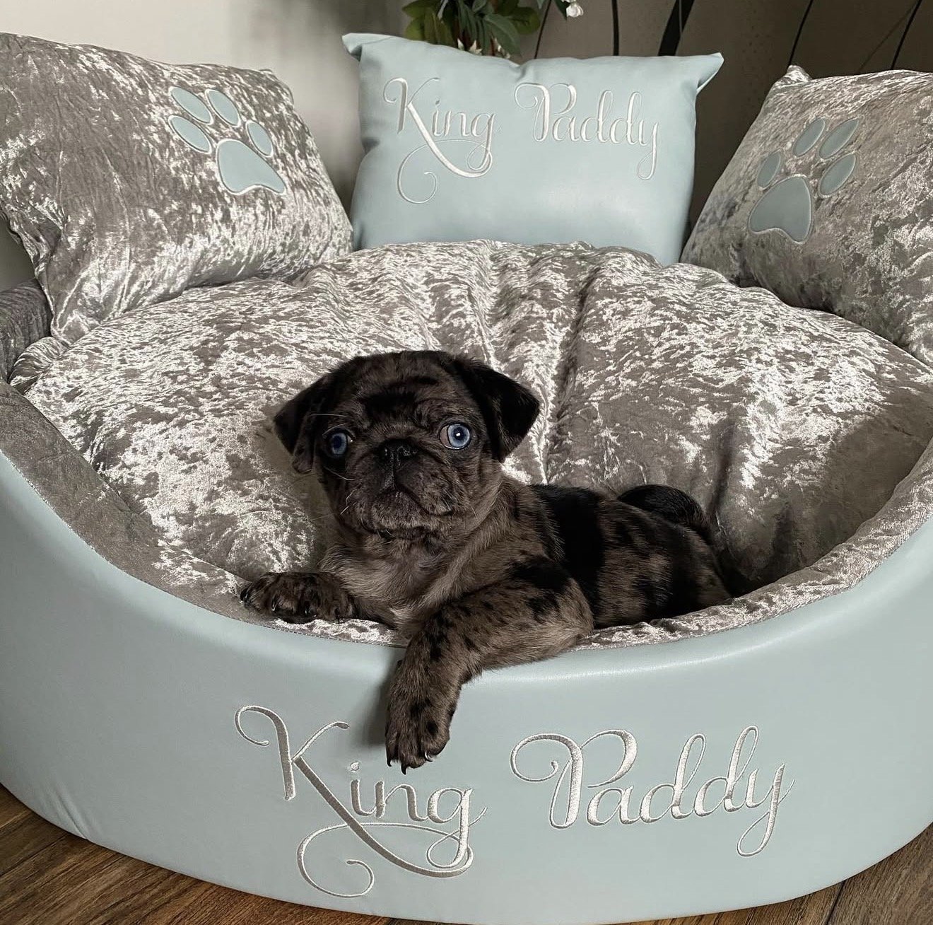 Paddy - Pug puppy from Harris Heritage Pugs