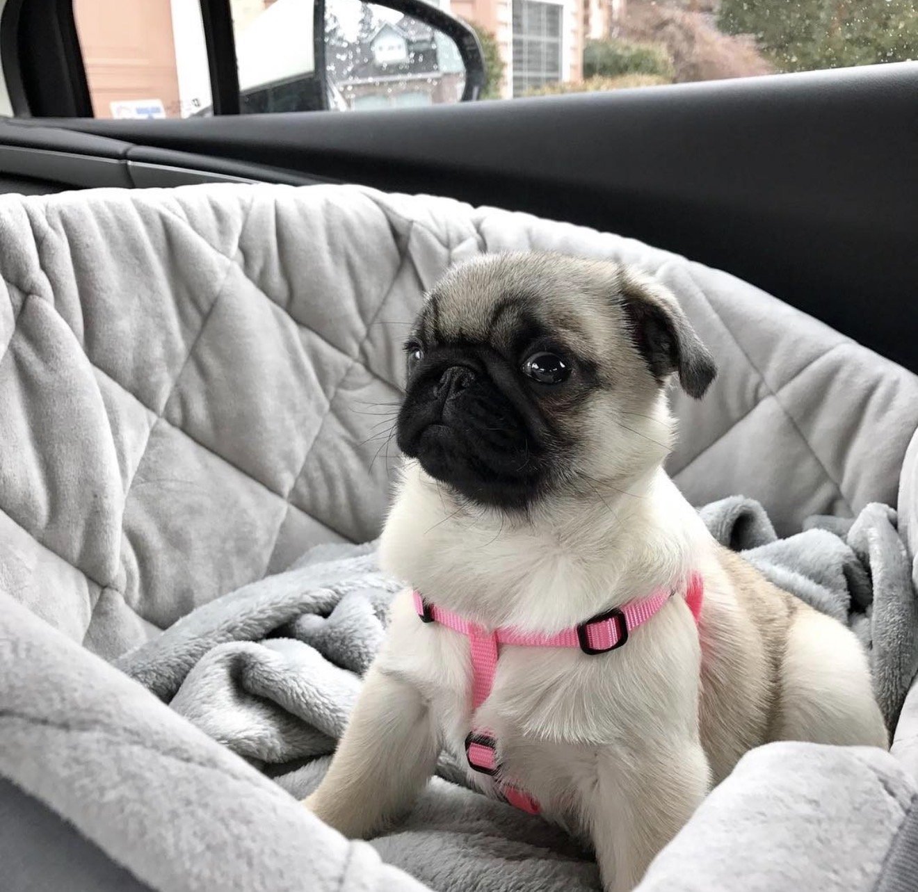 Rose - Pug puppy from Harris Heritage Pugs