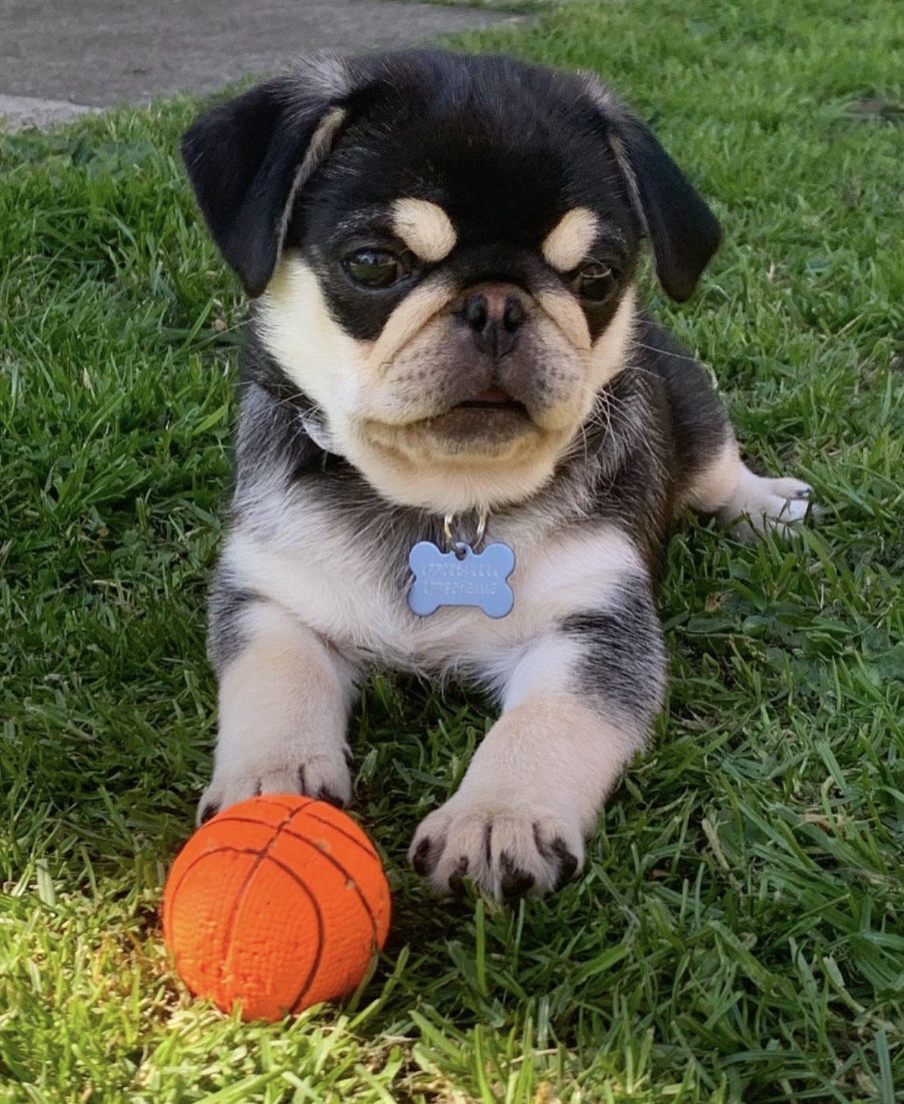 Healthy puppy from Harris Heritage Pugs